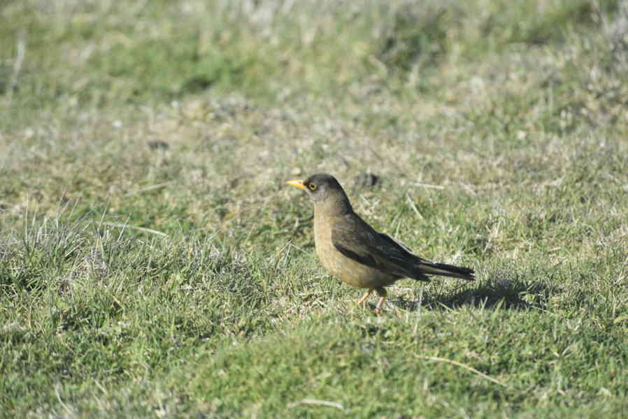 Pájaro Zorzal Patagónico - islas Falkland o Malvinas 03